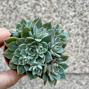 Echeveria