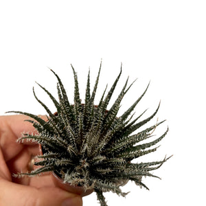 Haworthia Haworthioides