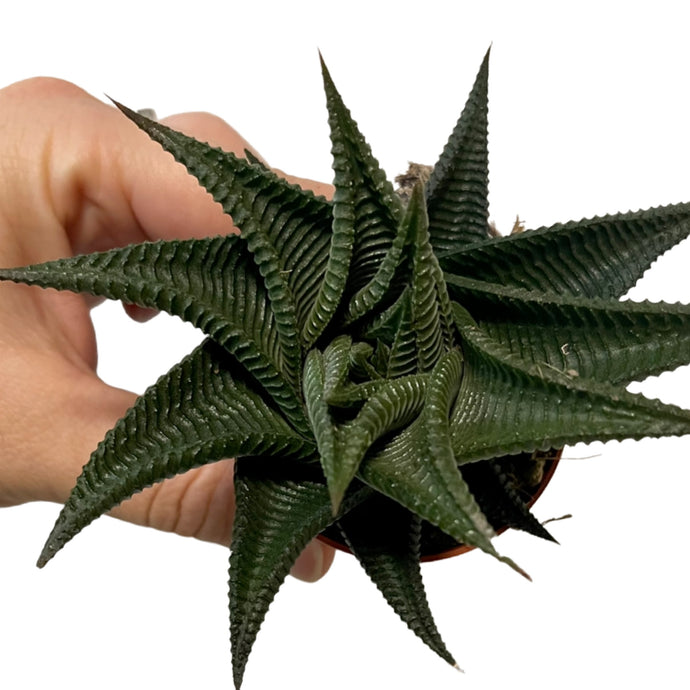 Haworthia limifolia