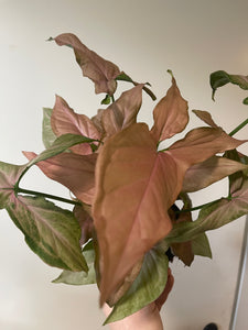 Singonis Syngonium Pink Splash