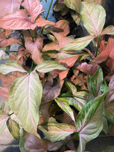 Singonis Singonis Syngonium Pink Splash – Gipsygarden