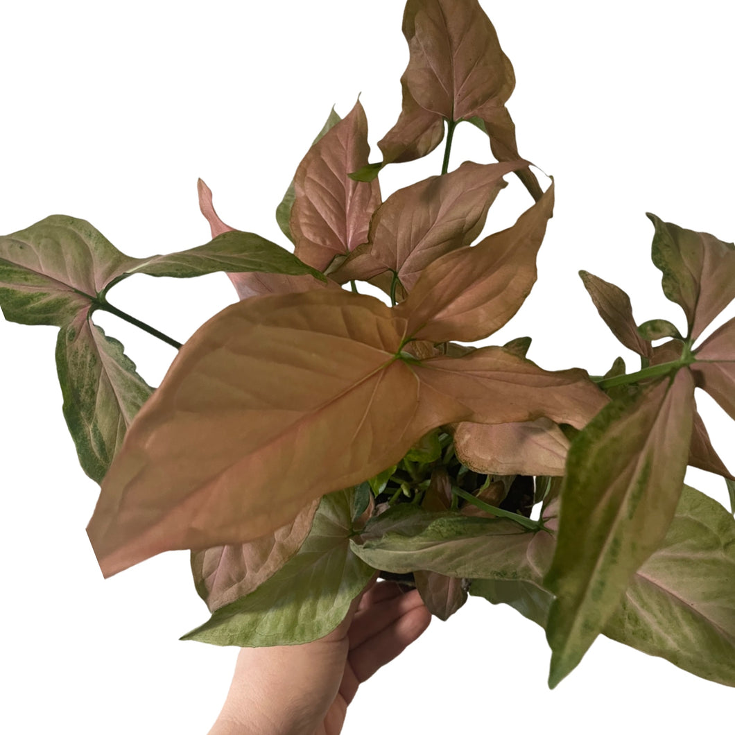 Singonis Singonis Syngonium Pink Splash – Gipsygarden