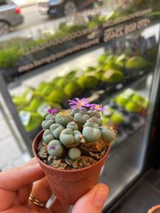 Canophytum velutinum