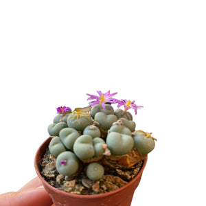 Canophytum velutinum