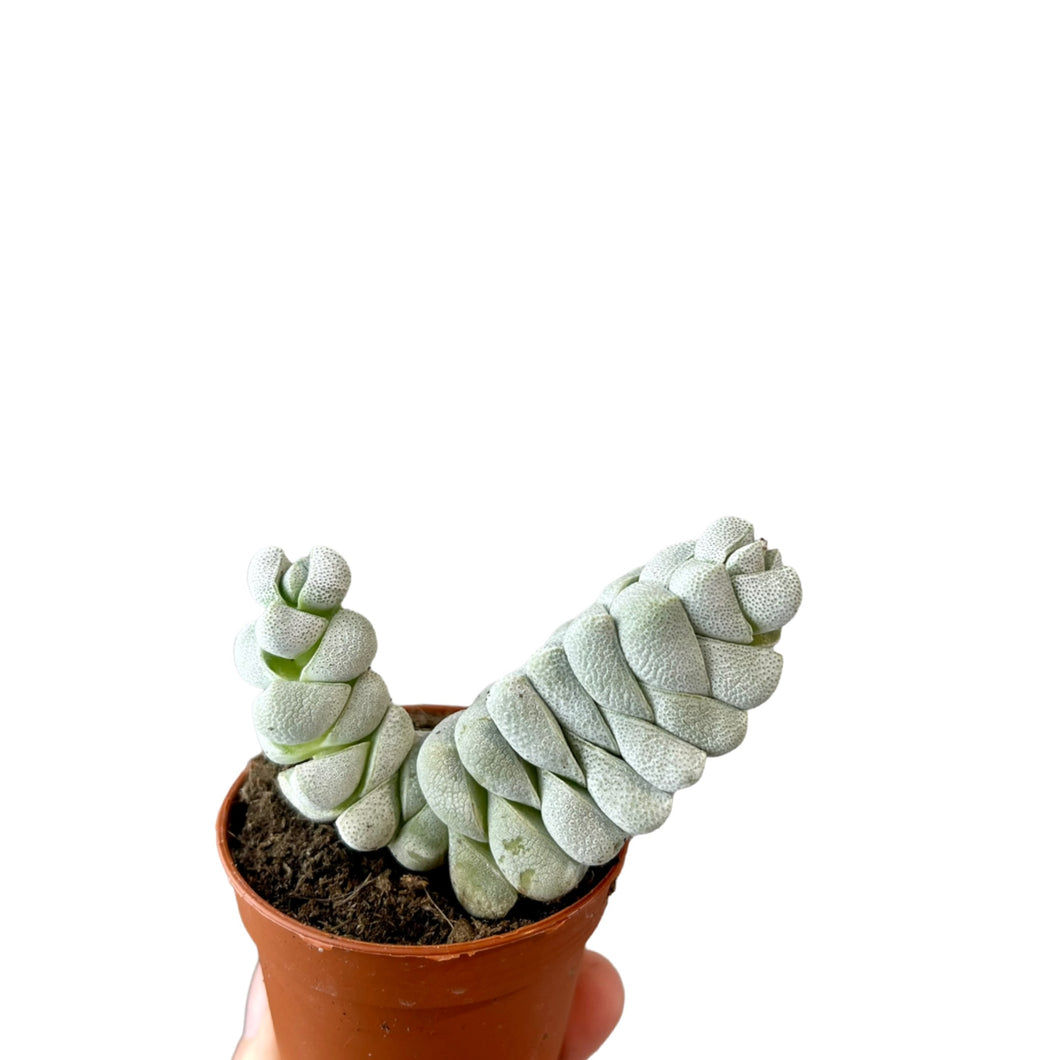 Storalapis Crassula Moonglow