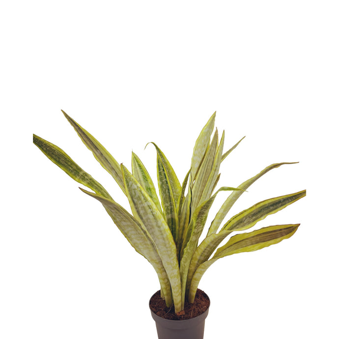 Sansevieria Aubrytniana Lauren