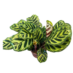 Calathea makoyana