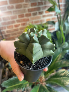 Astrophytum myriostigma nudum cv.Kikko