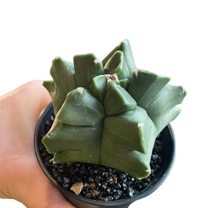 Astrophytum myriostigma nudum cv.Kikko