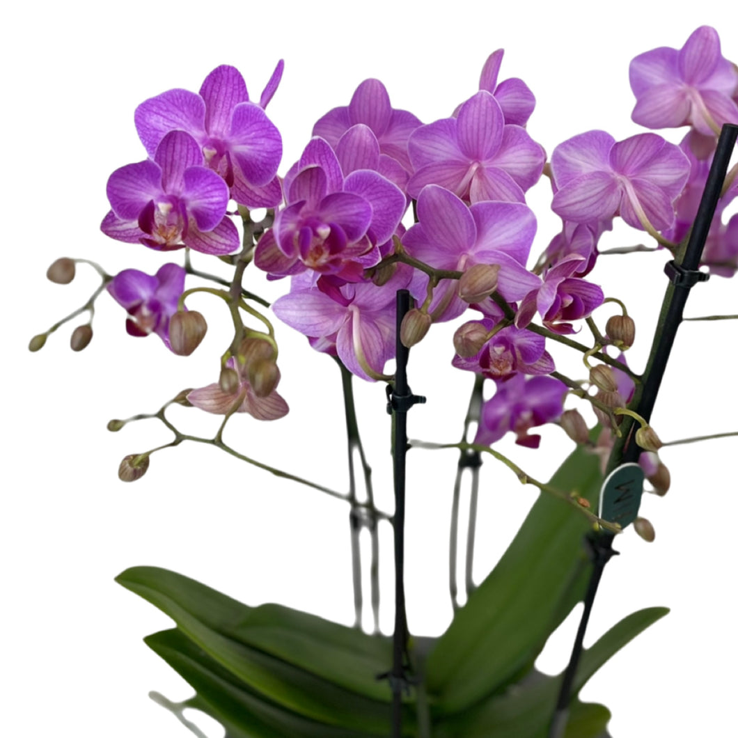 Orchidėja Phalaenopsis  mix 2