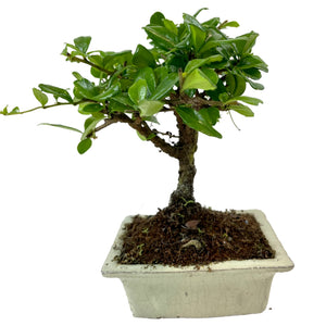 Bonsai Ficus Carmona