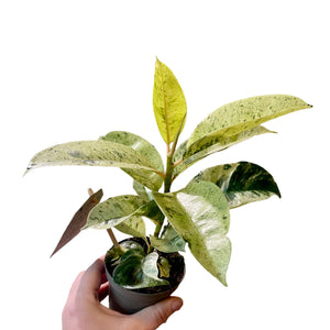 Ficus Ficus Elastica Schrijveriana