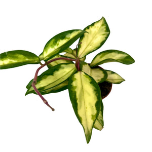 Hoya Tricolor