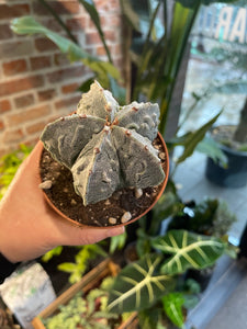 Astrophytum myriostigma cv. Fukuryu (Type B)