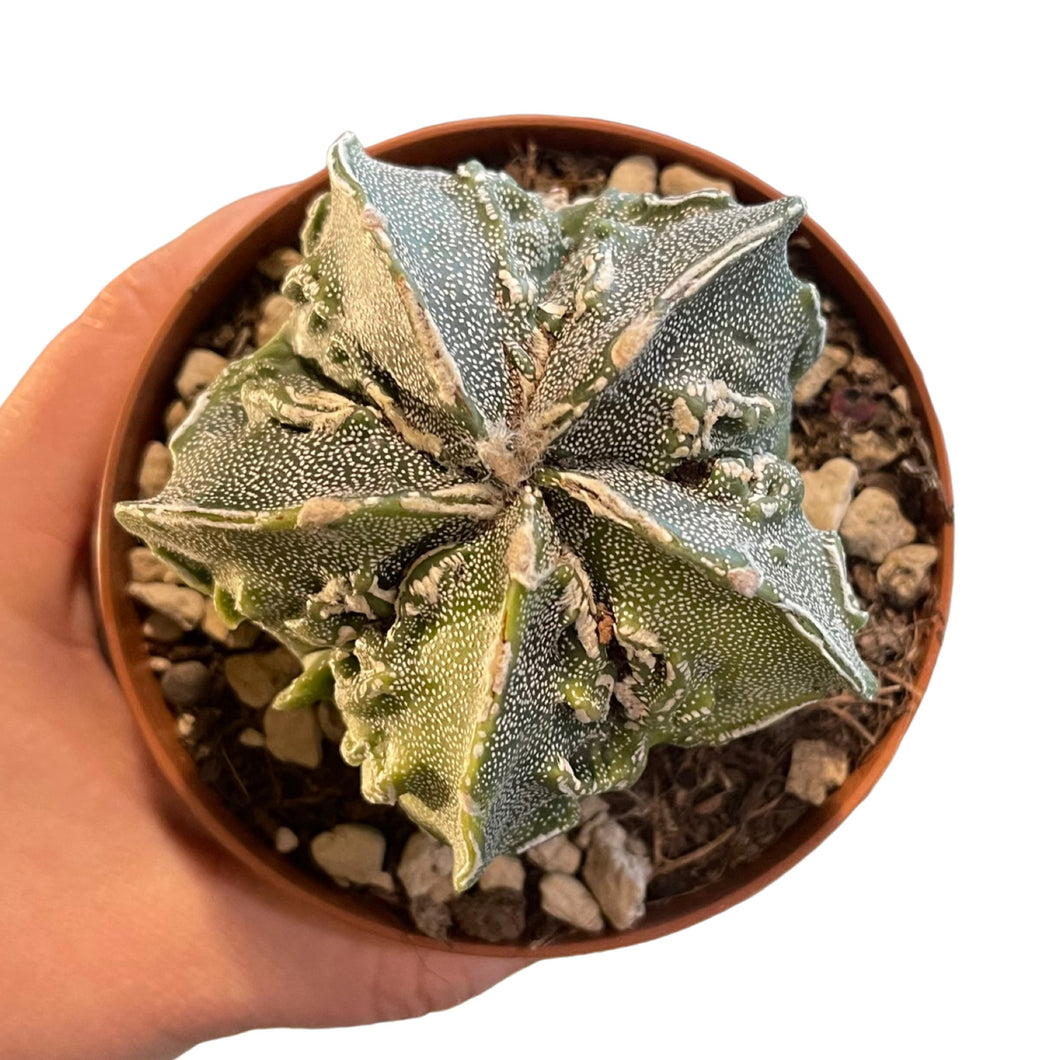 Astrophytum myriostigma cv. Fukuryu (Type B)