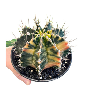 Gymnocalycium variagata