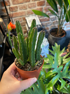 Stapelia Leendertzia