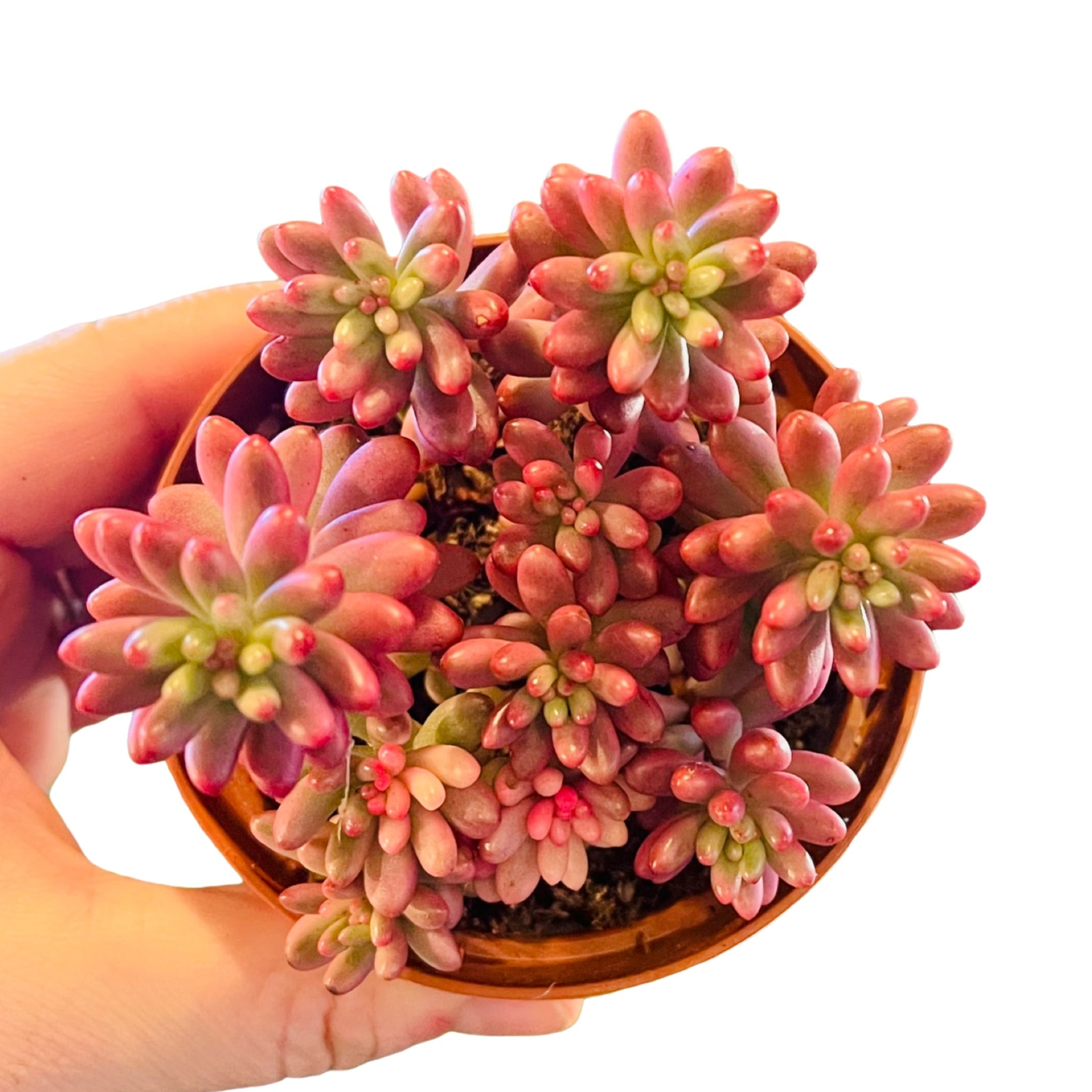 Cacti and succulents – Page 12 – Gipsygarden