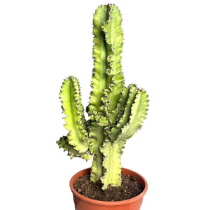 Euphorbia Ingens Erytrea variagata