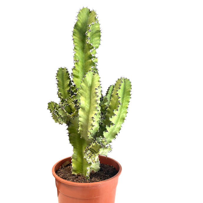 Euphorbia Ingens Erytrea  variagata