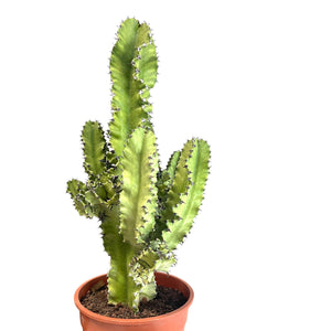 Euphorbia Ingens Erytrea variagata