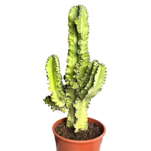 Euphorbia Ingens Erytrea variagata