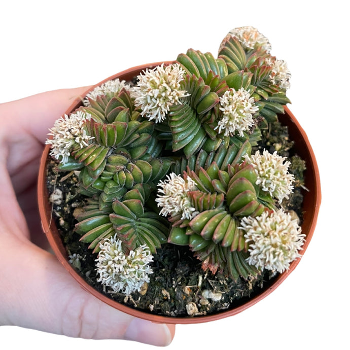 Crassula pyramidalis Congesta