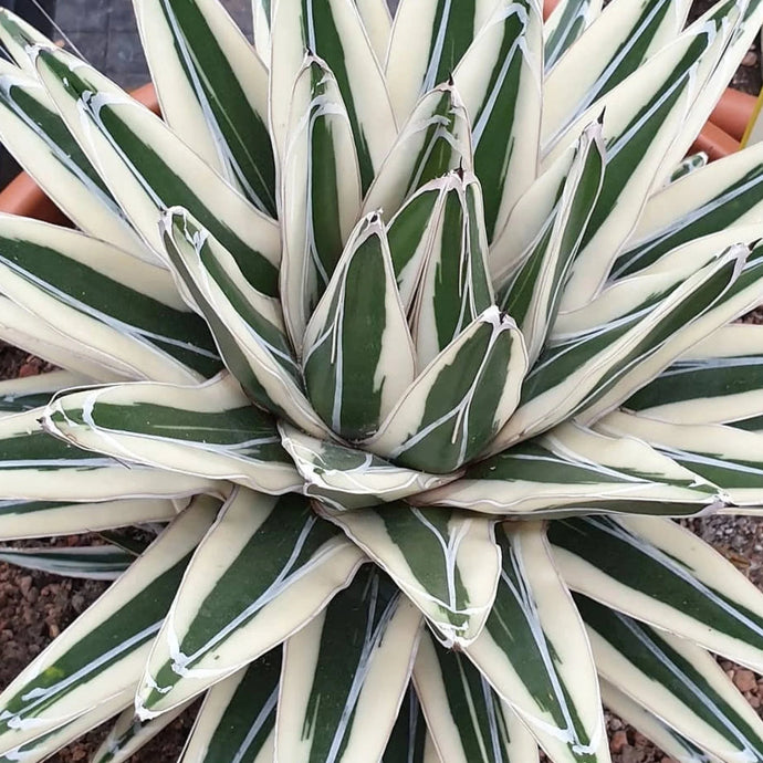 Agava Agave victoriae-reginae White Rhino