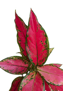 Aglaonema Cherry Baby