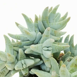 Crassula cornuta