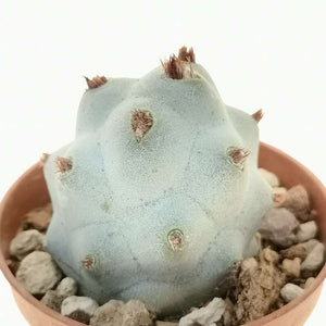 Tephrocactus Calvus