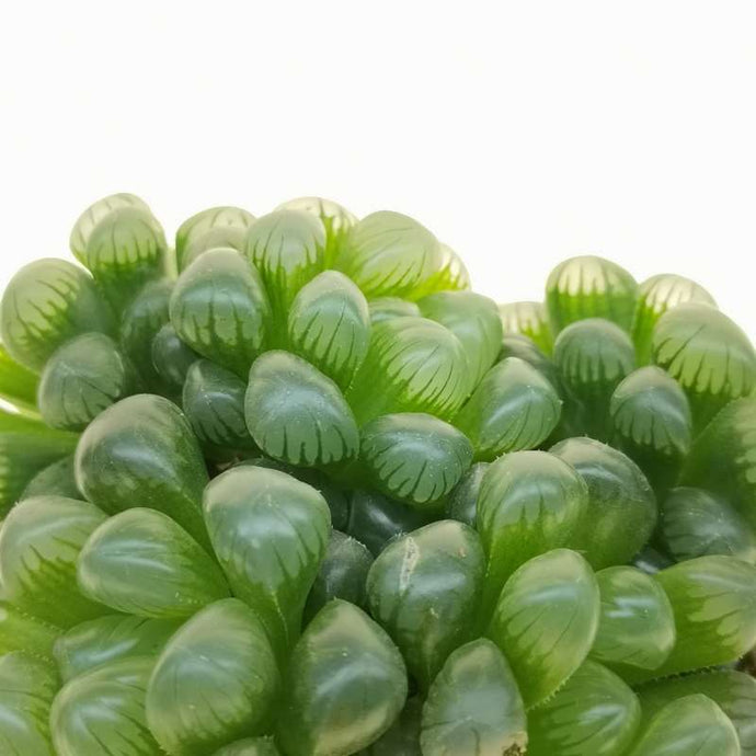 Haworthia Cooperi