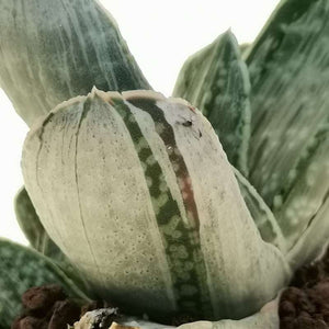 Gasteria Cv. Sakura Fuji White Variegata