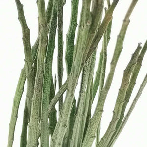 Euphorbia platyclada var. erecta