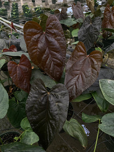 Antūris Anthurium Queen of Hearts