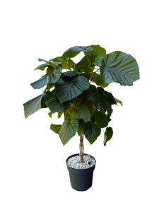 Ficus Umbellata