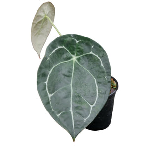 Alocasia Forgetii Silver