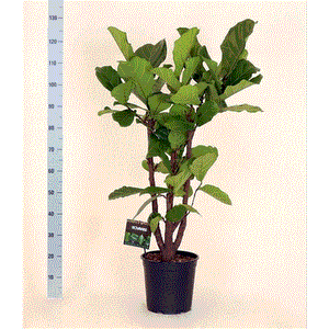 Lyralapis fikusas Ficus Lyrata 34|160cm