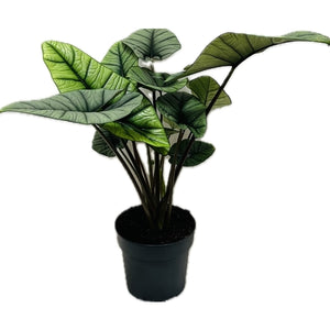 Alokazija Alocasia Platinum 60cm