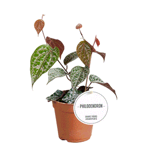 Philodendron Crocatum 12Ø 25cm