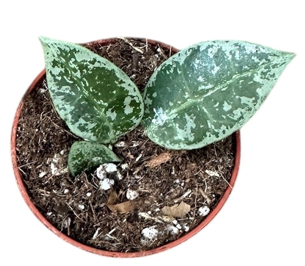 Cacti and succulents – Gipsygarden