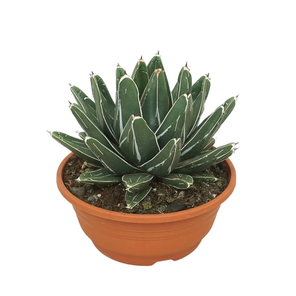 Agava Agave Victoriae - Reginae 20Ø 24cm – Gipsygarden