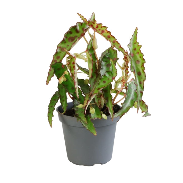 Begonia leaf Amphioxus mini