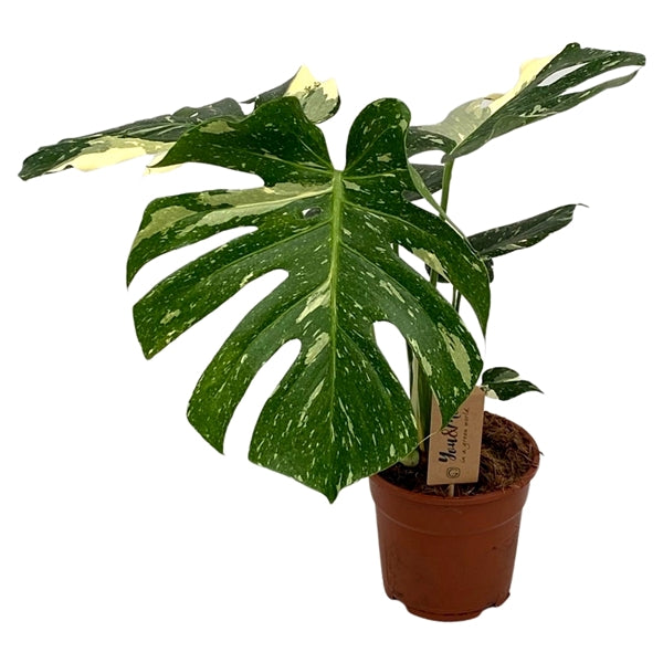 monstera deliciosa translation Monstera deliciosa Thai Constellation – Gipsygarden