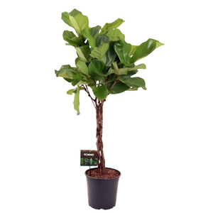 Ficus Lyrata twisted 130cm 3 pcs.