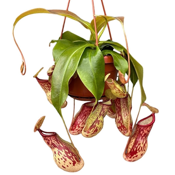 Ornamental houseplants – Page 50 – Gipsygarden