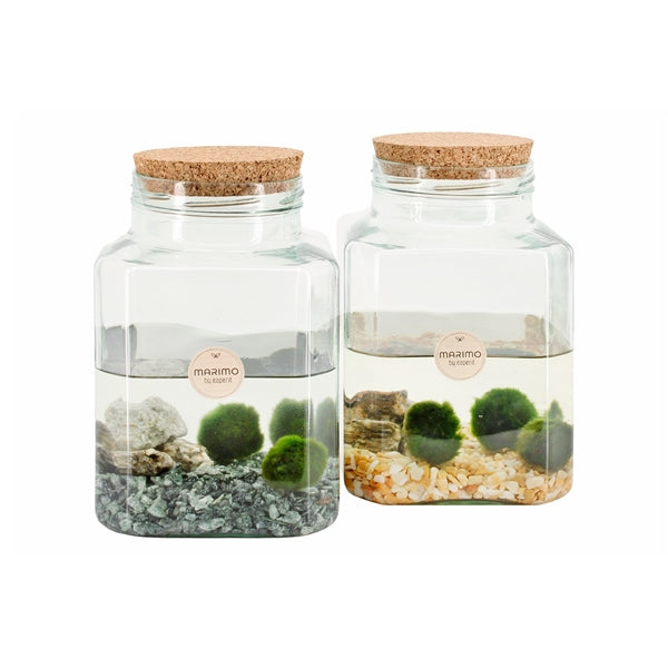 Cladophora Marimo