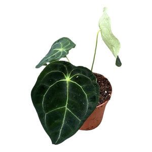 Alocasia Forgetii Silver