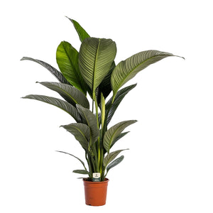 Spathiphyllum Sensation