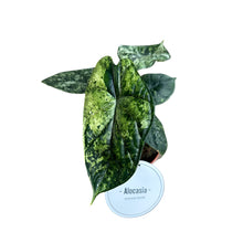 Translation missing: lt.sections.featured_product.gallery_thumbnail_alt